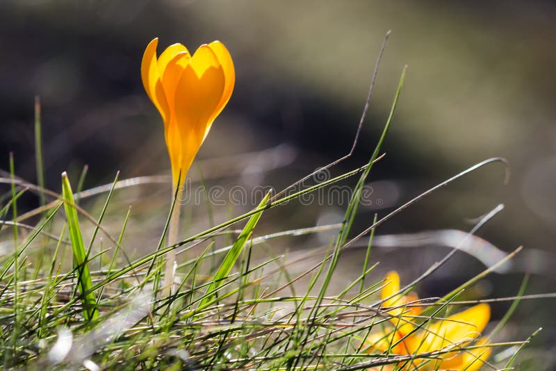Englischer Plural Des Krokusses Krokusse Oder Croci