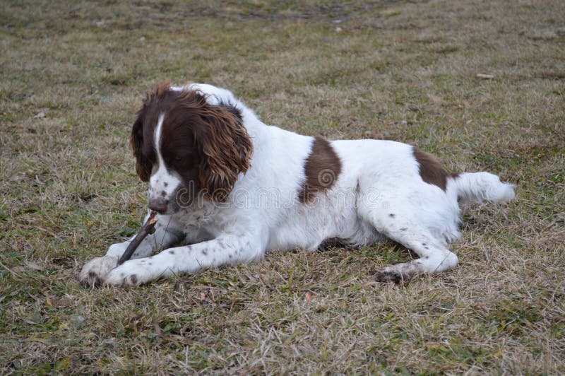 Englischer SpringerSpanielHund, Der Mit Stock Spielt Stockfoto Bild