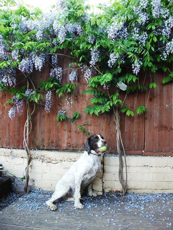 Englischer SpringerSpanielHund, Der Mit Stock Spielt Stockfoto Bild