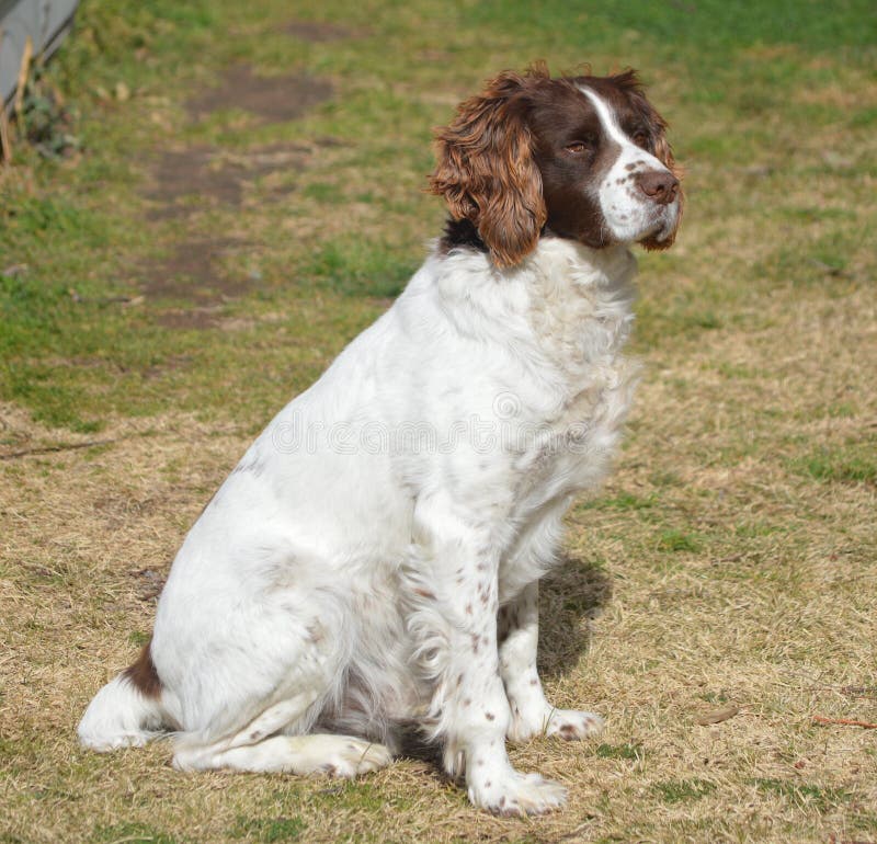 Englischer SpringerSpanielJagdHund Stockbild Bild von brut
