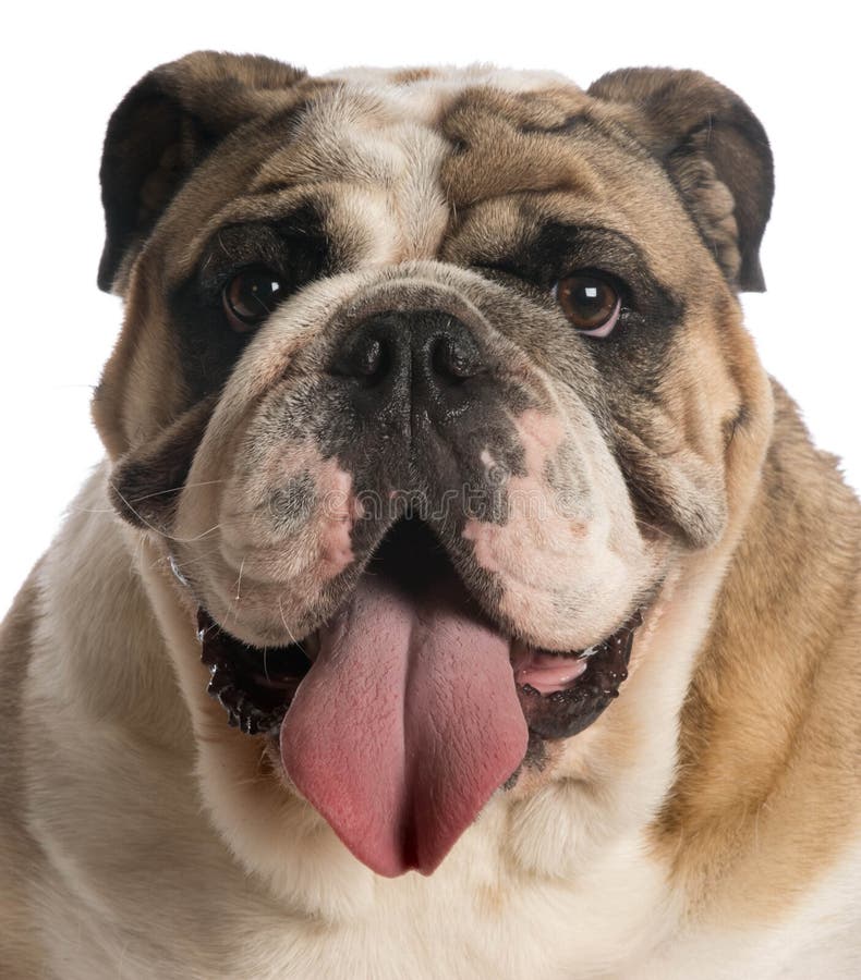 Englische Bulldogge, 6 Monate Alte Stockbild Bild von