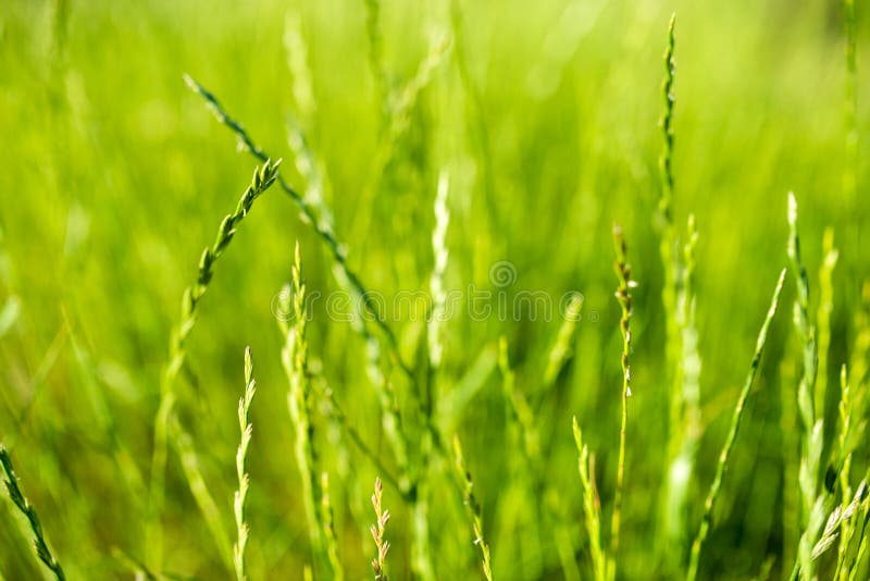 Spikelets of grass lawn ryegrass perennial. Spikelets of grass lawn ryegrass perennial