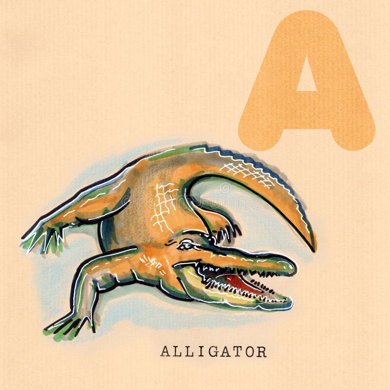 English alphabet , Alligator