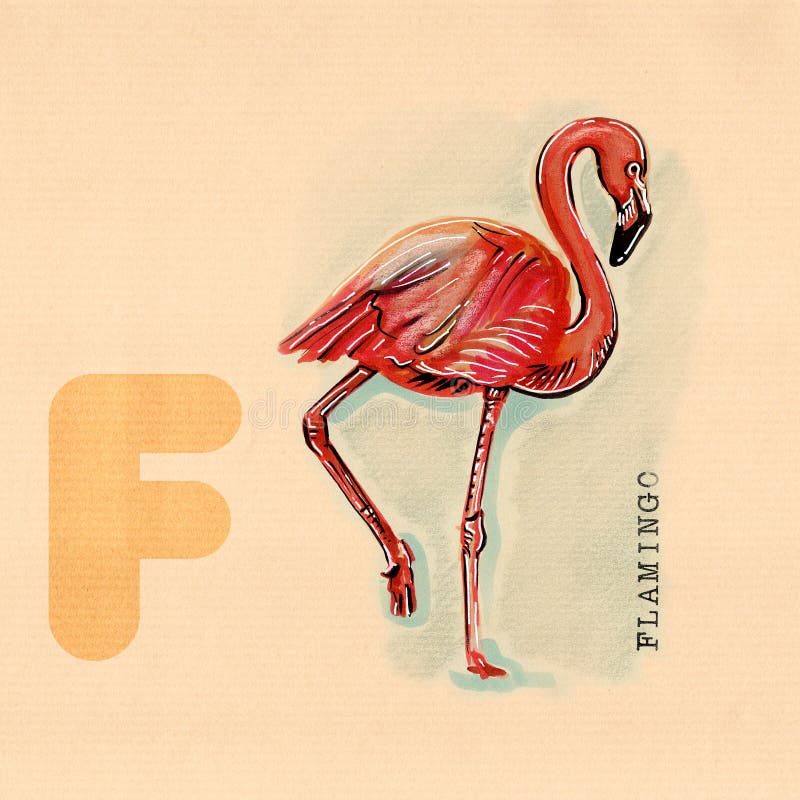 English alphabet , Flamingo