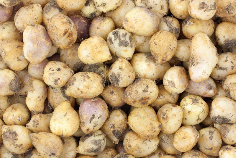 English Bluebell Bulbs Royalty Free Stock Images Image 27495089