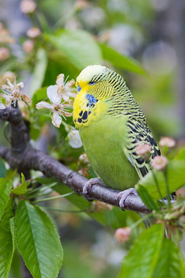 English Budgie