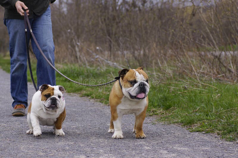 English Bull Dogs out Walking