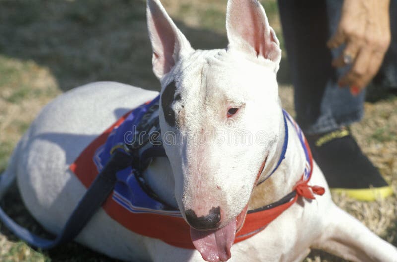 English Bull Terrier on Leash Stock Photo Image of terrier, mastiff