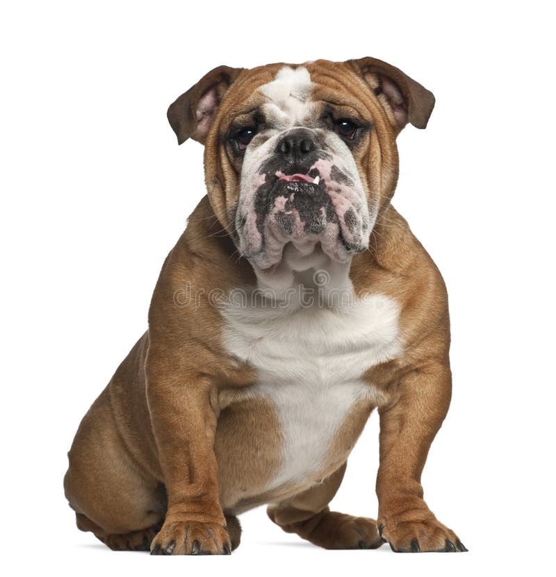 English Bulldog, 10 months old, sitting stock image English Bulldog, 10 months old, sitting stock image