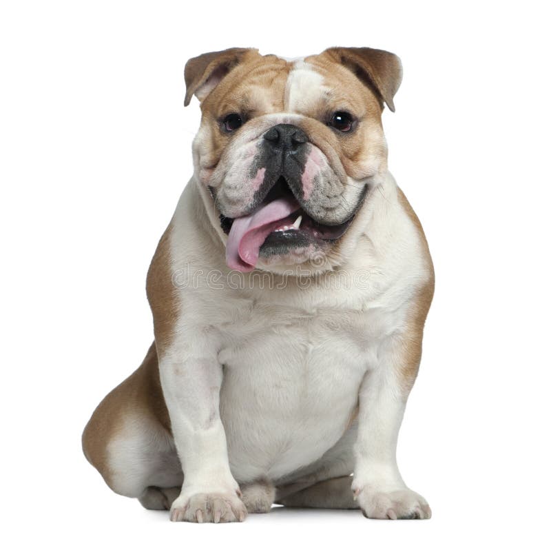 English Bulldog, 11 Months Old, Sitting Stock Image Image of obedient
