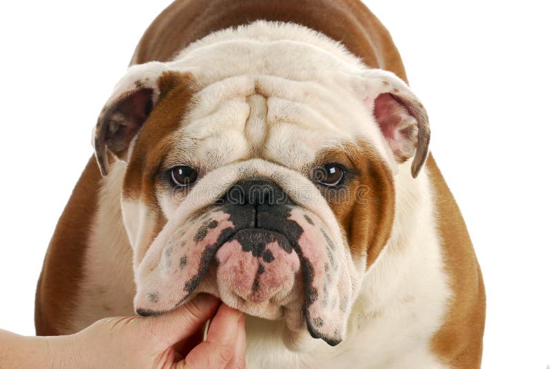 Bulldog head stock image. Image of studio, breed, side