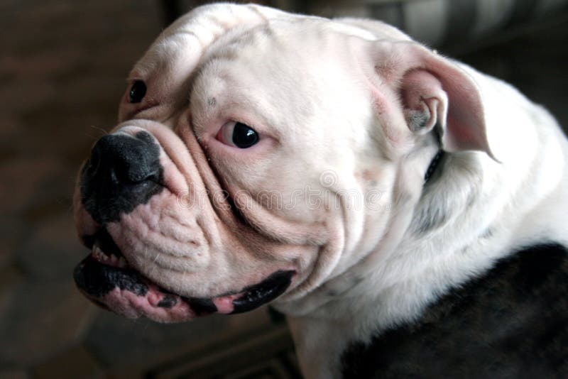 English Bulldog