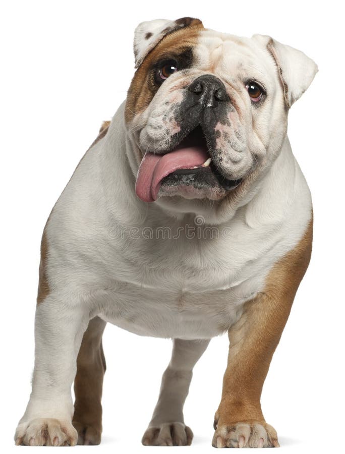 English Bulldog Puppy Walking, 2 Months Old Stock Photo - Image of ...