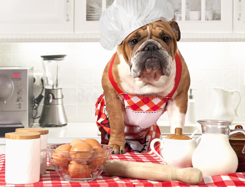 English Bulldog as a chef stock image. Image of head - 66935037