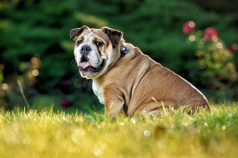 English Bulldog stock image. Image of sunset, bulldog 131895961