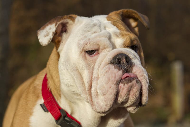 English Bulldog Head Royalty Free Stock Photo Image