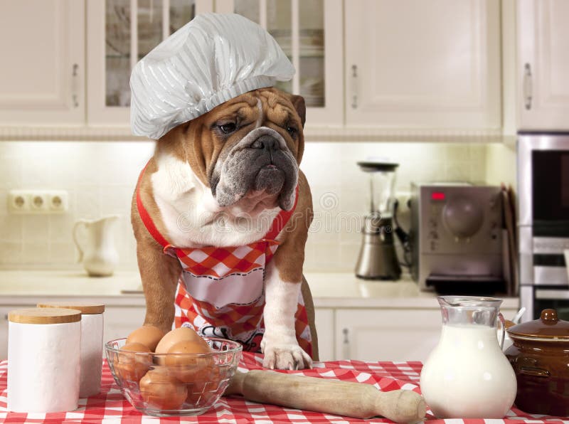 English Bulldog in the Kitchen Stock Image Image of breed, carnivore