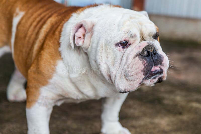 Are British Bulldogs Aggressive