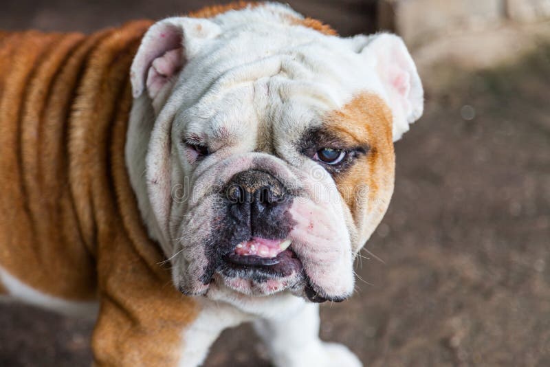 Are British Bulldogs Aggressive