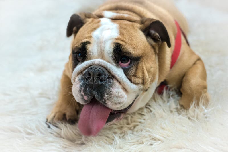 17,131 English Bulldog Stock Photos - Free & Royalty-Free Stock Photos ...