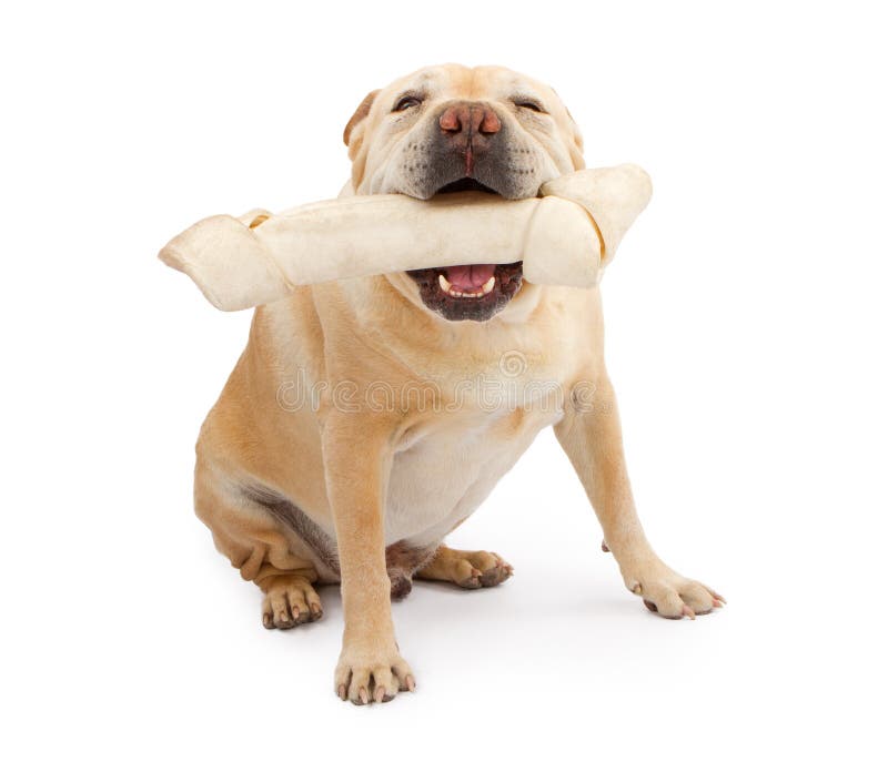 bulldog bone