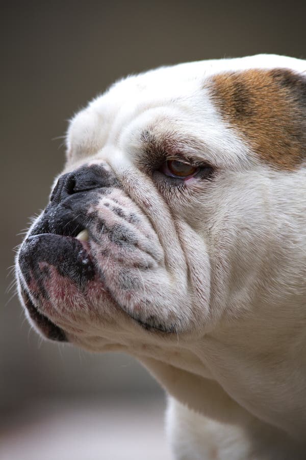 English Bulldog Profile