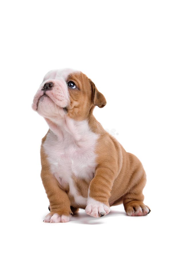 English bulldog puppy royalty free stock images