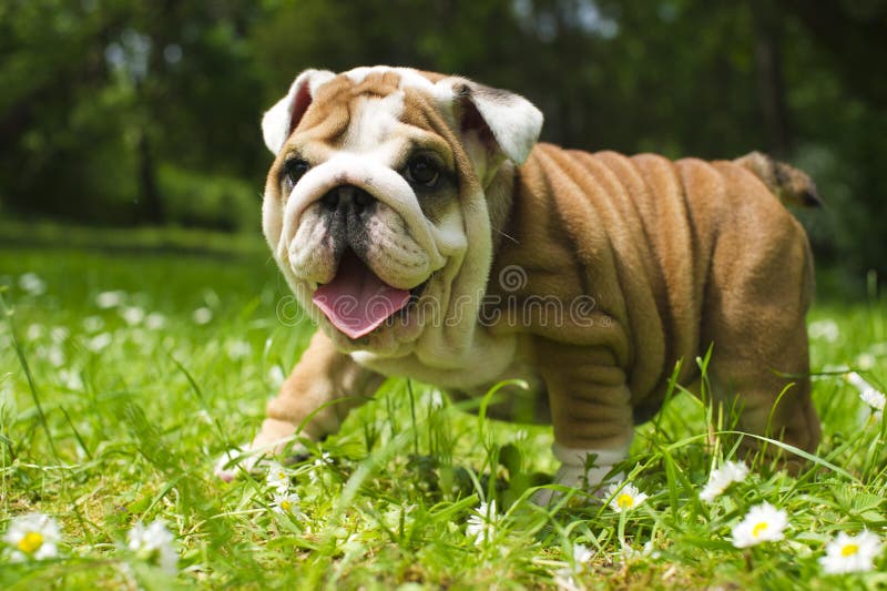 Carino felice Bulldog inglese cucciolo a giocare in un prato verde con fiori.