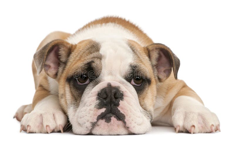 English bulldog puppy, 4 months old, lying