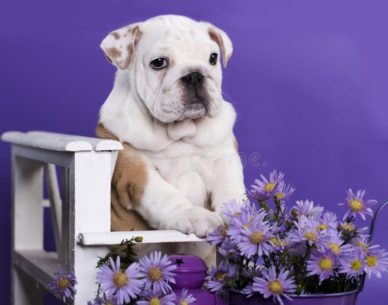 158 Bulldog Lilac Photos Free Royalty Free Stock Photos From Dreamstime