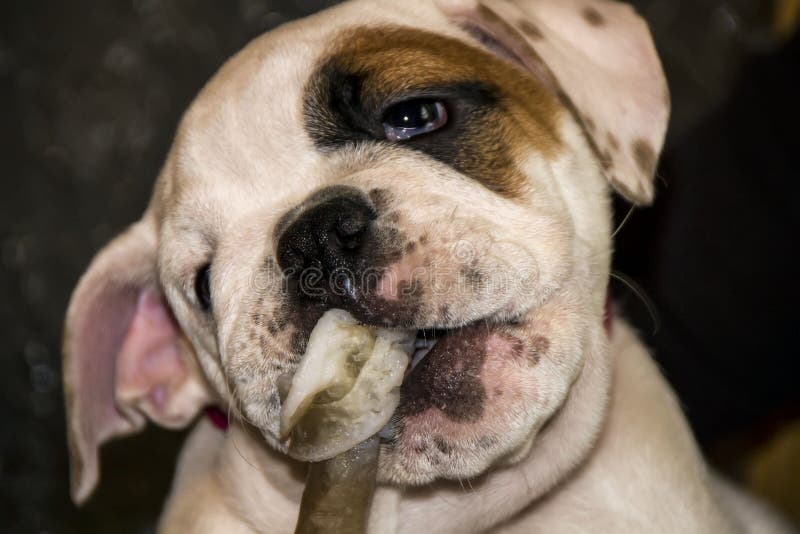 what can english bulldogs eat
