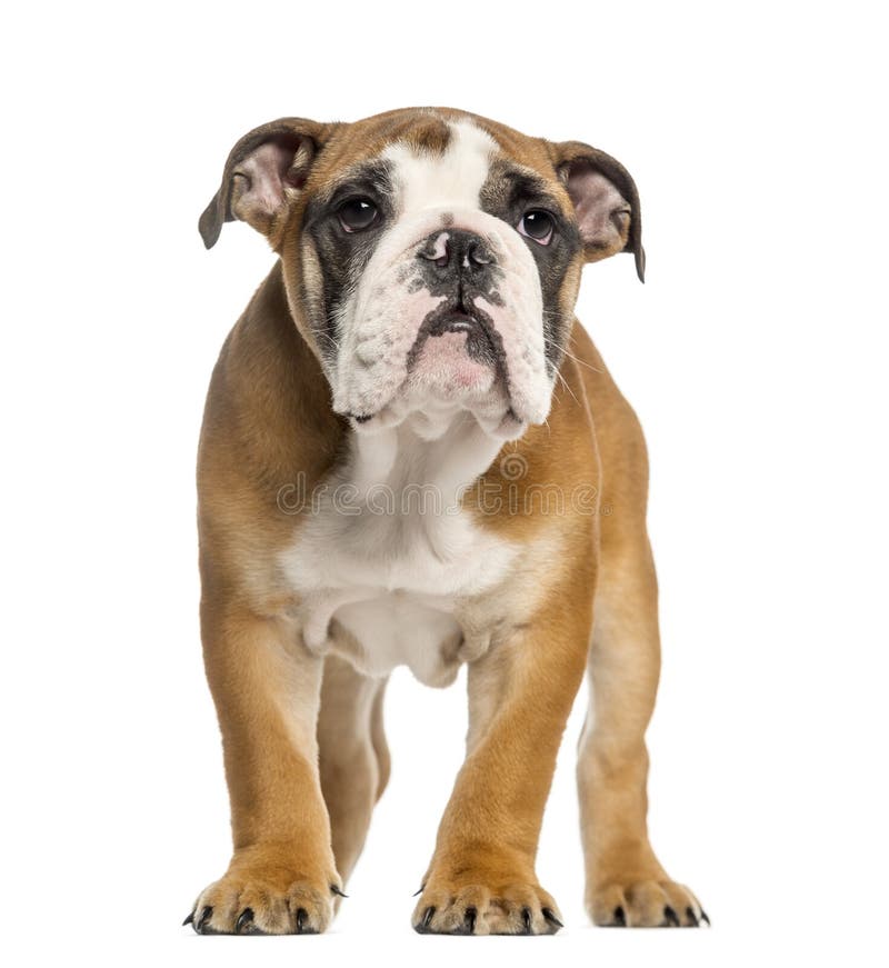 English Bulldog Puppy, 3,5 Months Old, Standing, Isolated Stock Photo ...