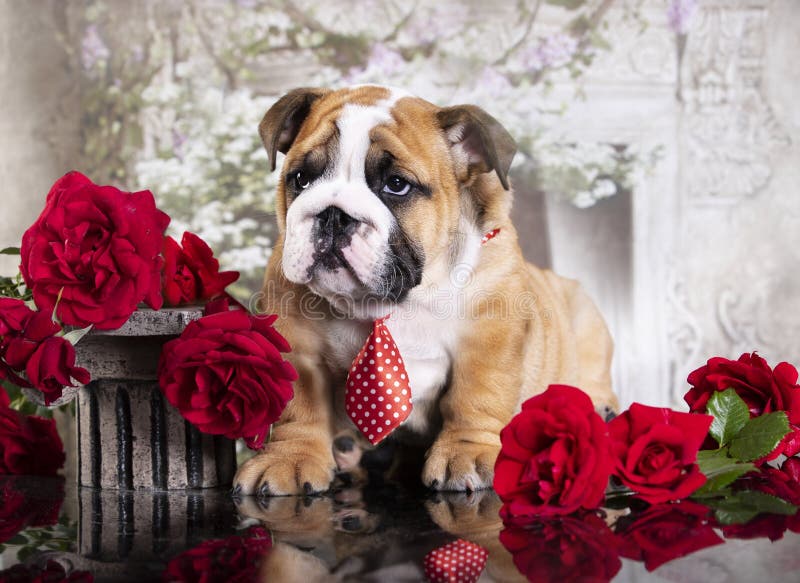 English Bulldog Puppy and Red Roses Stock Image - Image of animal, english:  200105515