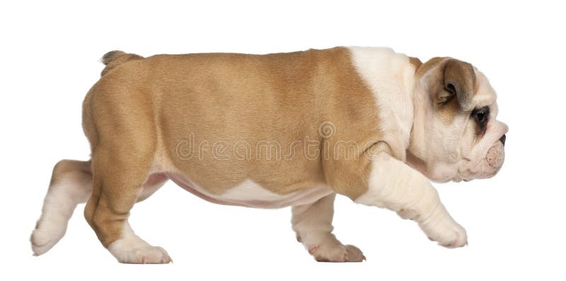 Walking English Bulldog Profile Stock Photos - Free & Royalty-Free ...