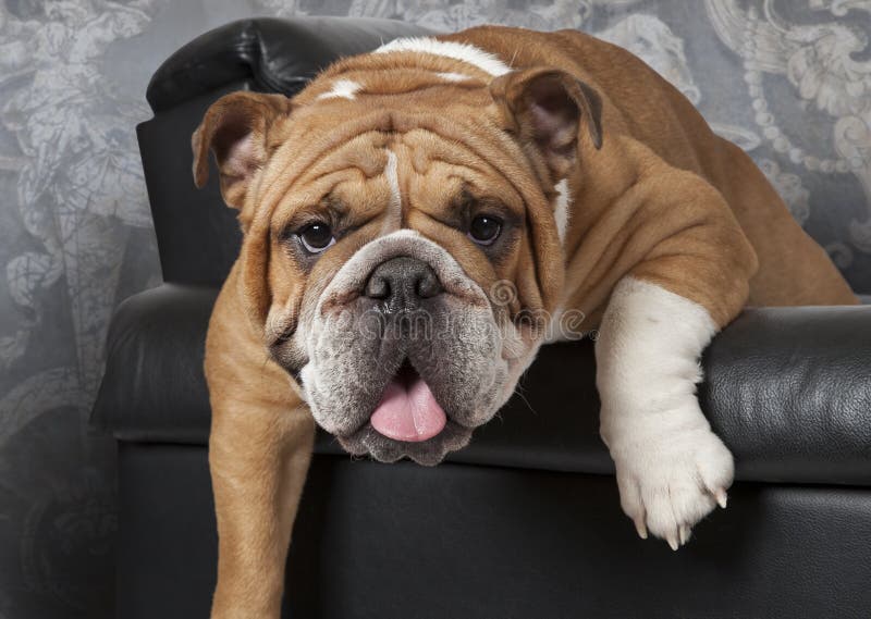 English Bulldog Sitting in a Black Leather Chair Stock Image - Image of ...