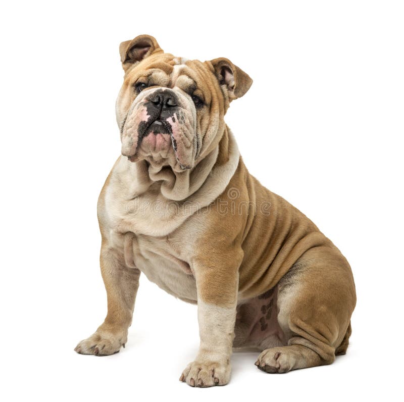 English Bulldog sitting stock photo. Image of mammal 57026500