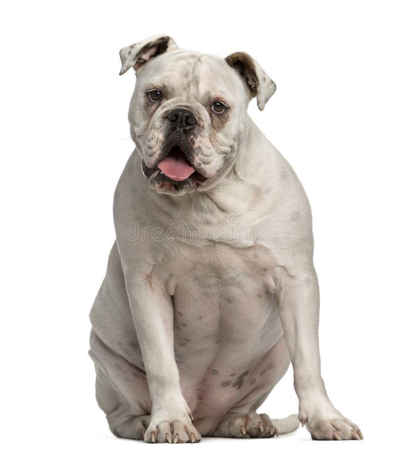 English Bulldog sitting stock photo. Image of view, front - 63257260