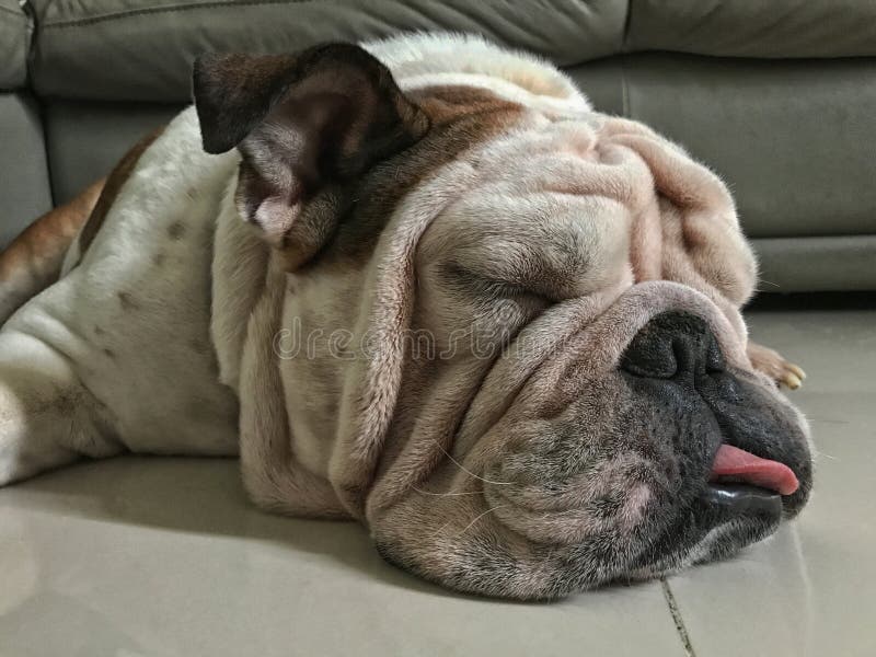 How Much Do Bulldogs Sleep A Day