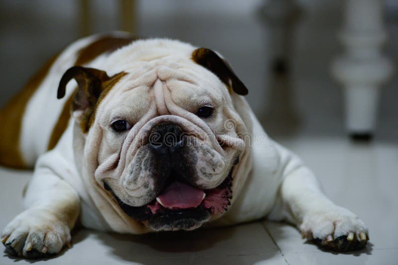 English Bulldog Sleep on the Floor, it`s Sleepy, Fat Dog Stock Photo ...