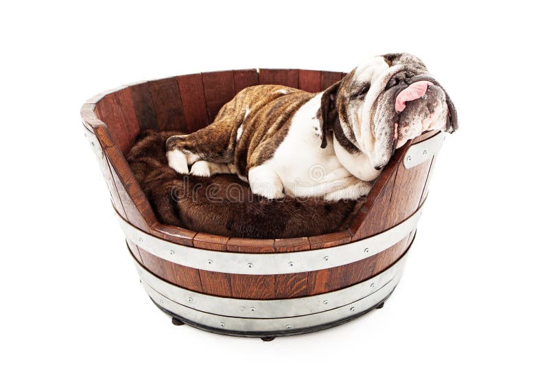 English Bulldog Sleeping With Tongue Out Stock Photo 