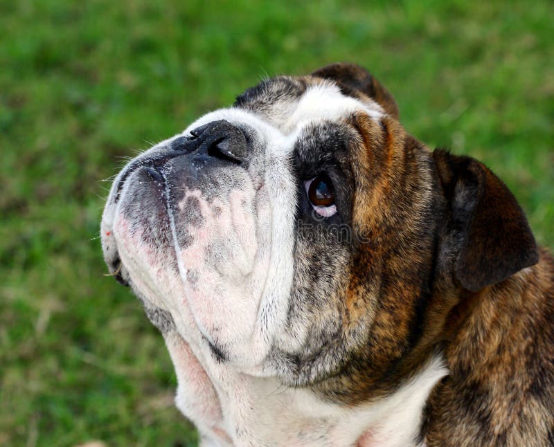 English Bulldog