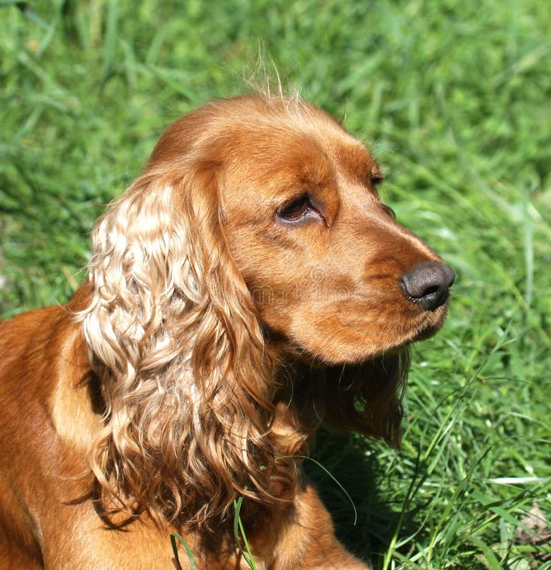 English Cocker Spaniel