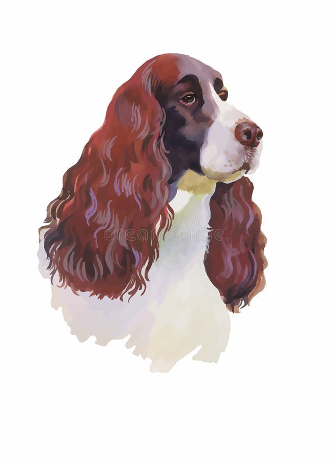 English cocker spaniel Animal dog watercolor illustration isolated on white background vector