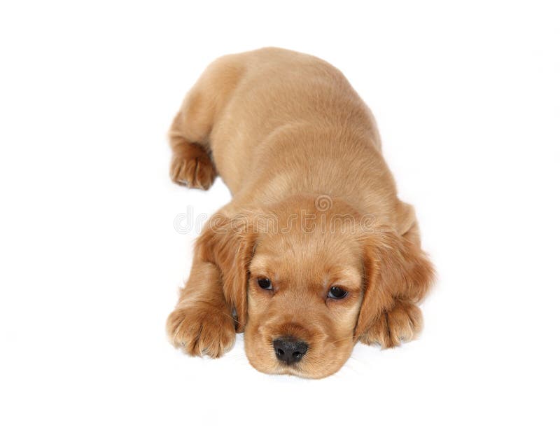 English Cocker Spaniel Baby Dog Stock Photo Image of carnivore
