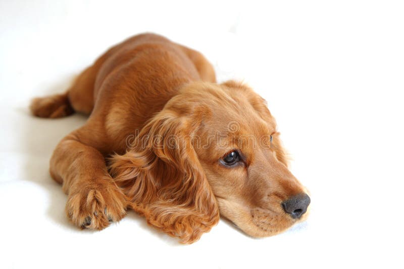 English Cocker Spaniel Baby Dog