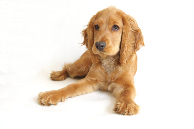 English Cocker Spaniel Baby Dog