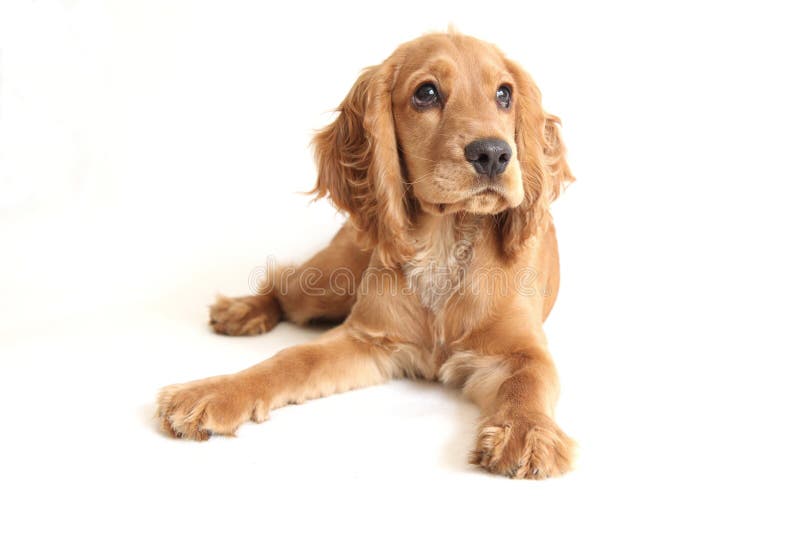 English Cocker Spaniel Baby Dog