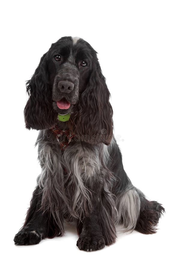 Cocker Spaniel with ball stock image. Image of domesticated 9145529