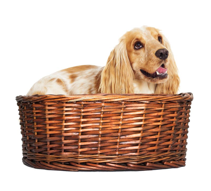 English cocker spaniel dog stock image. Image of domestic 87267461
