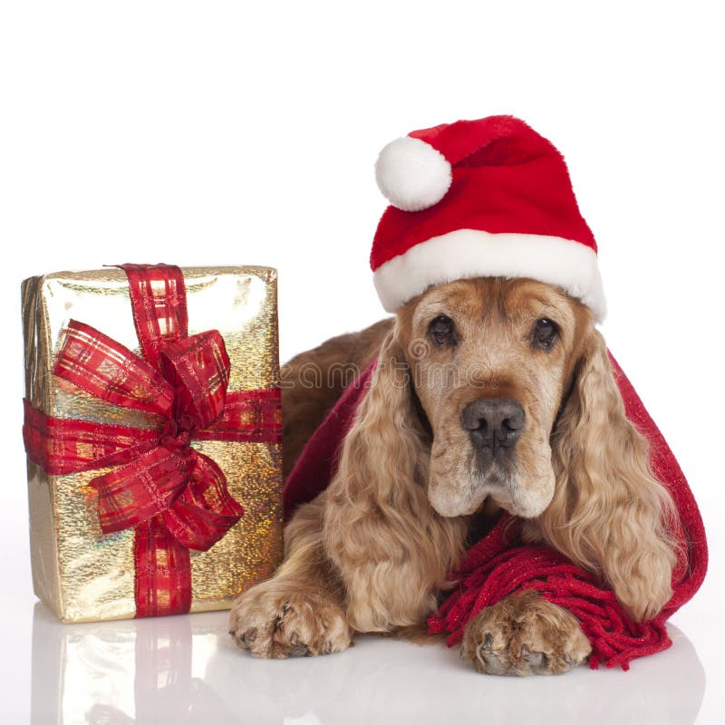 English cocker spaniel dog with gift